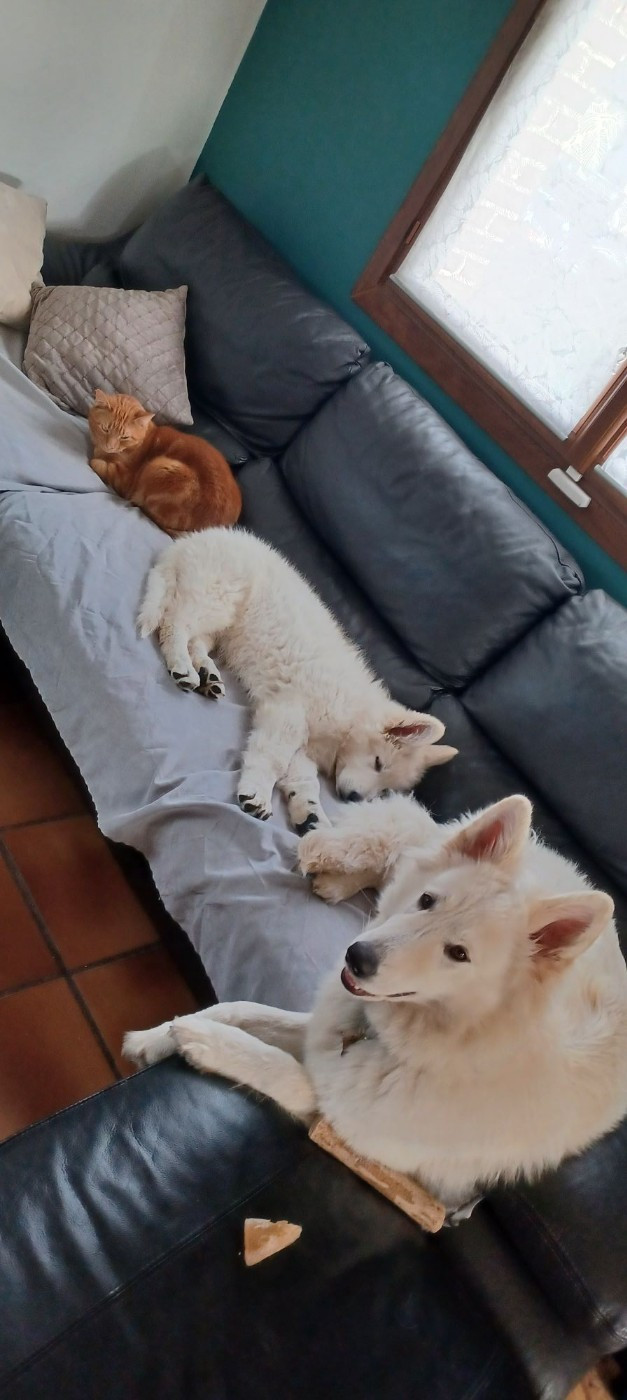 A SKOLL Du Moulin De Beuvry