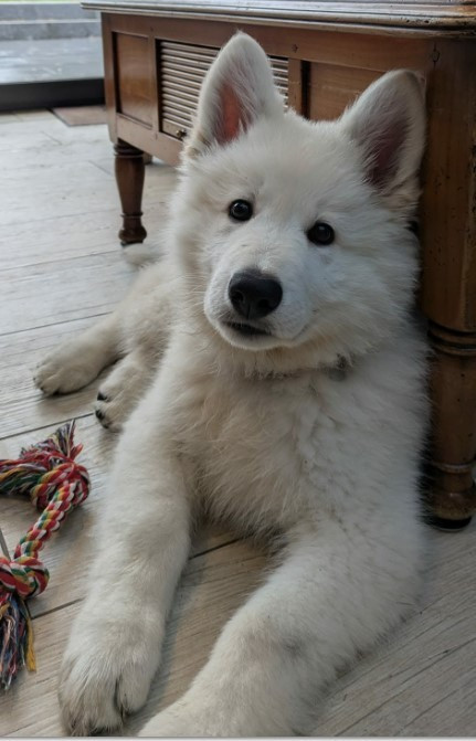 AKIRA Du Moulin De Beuvry