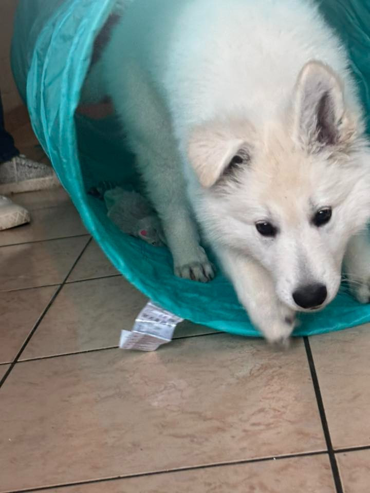 ARKO Du Moulin De Beuvry