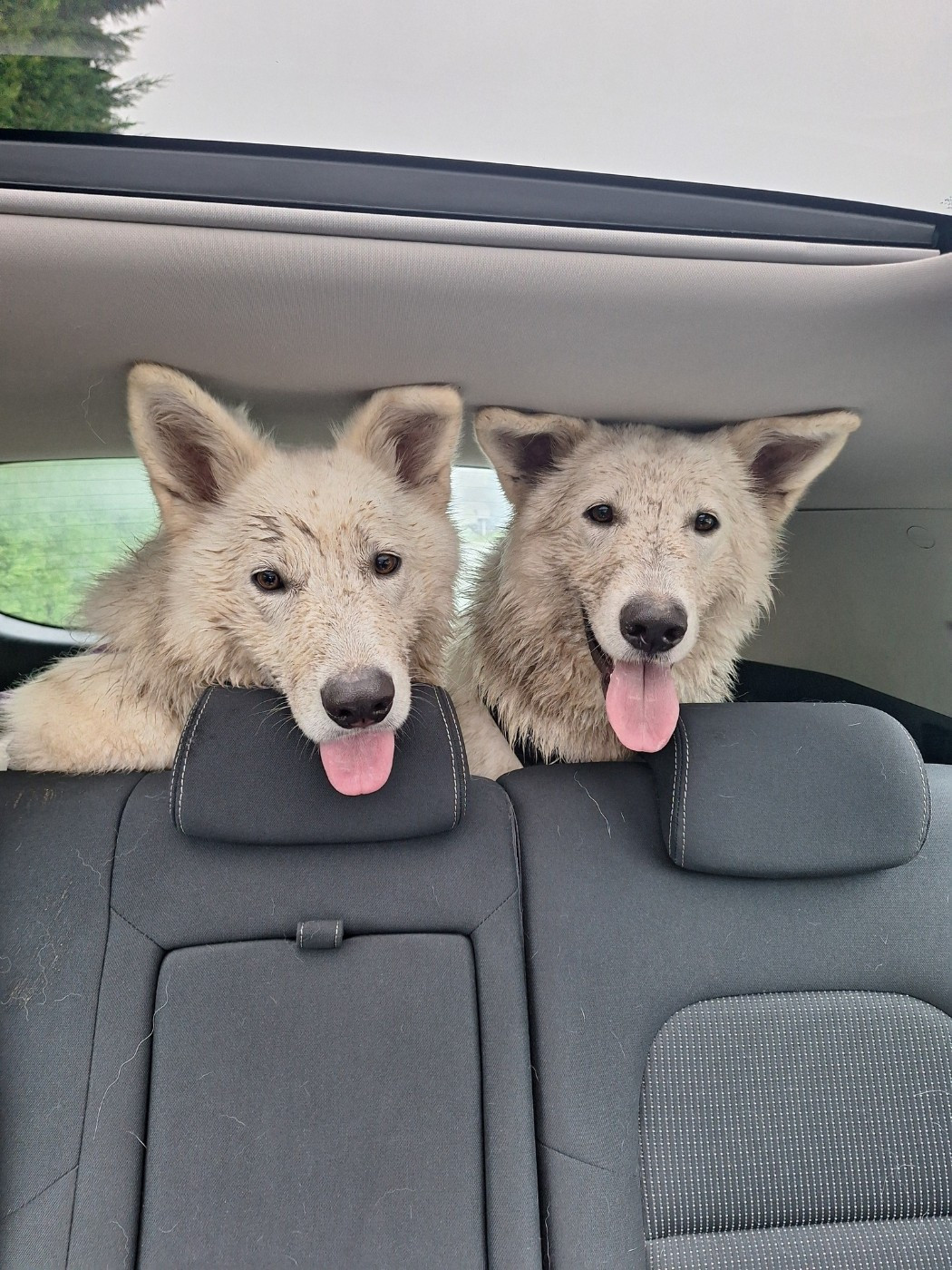 Venise Du Moulin De Beuvry