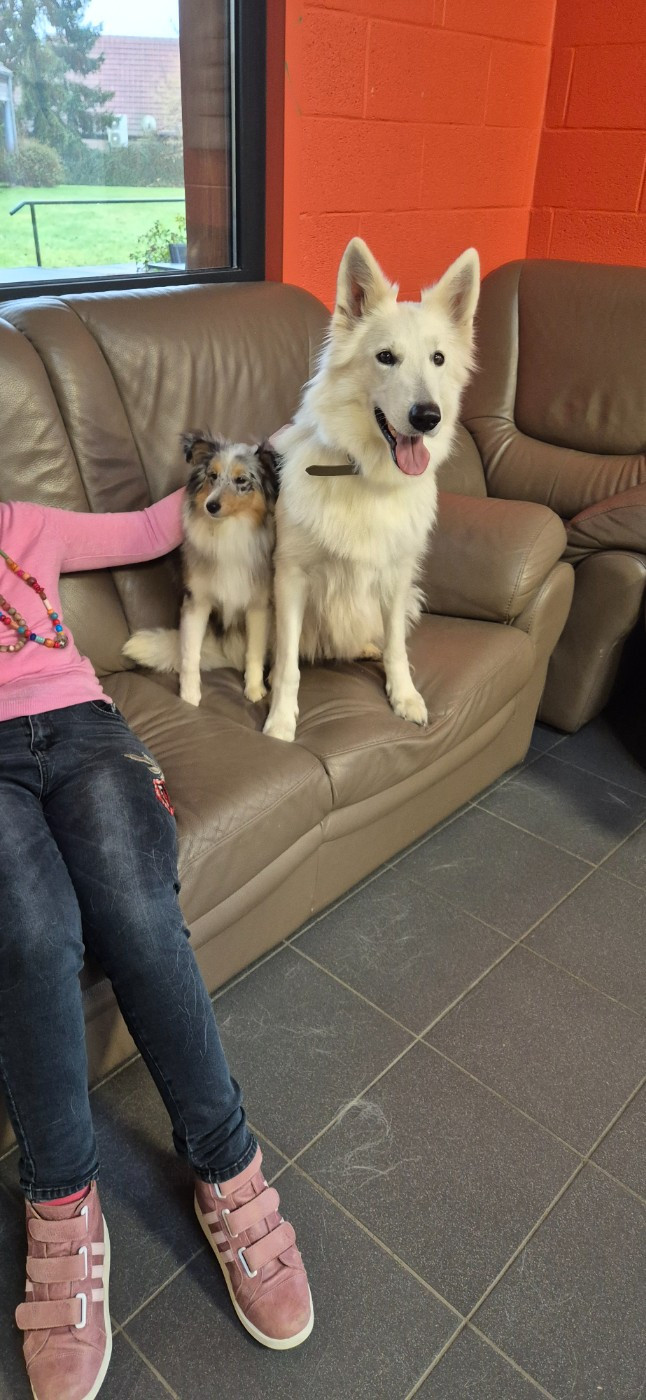 CH. Shiny little saphir Du Moulin De Beuvry