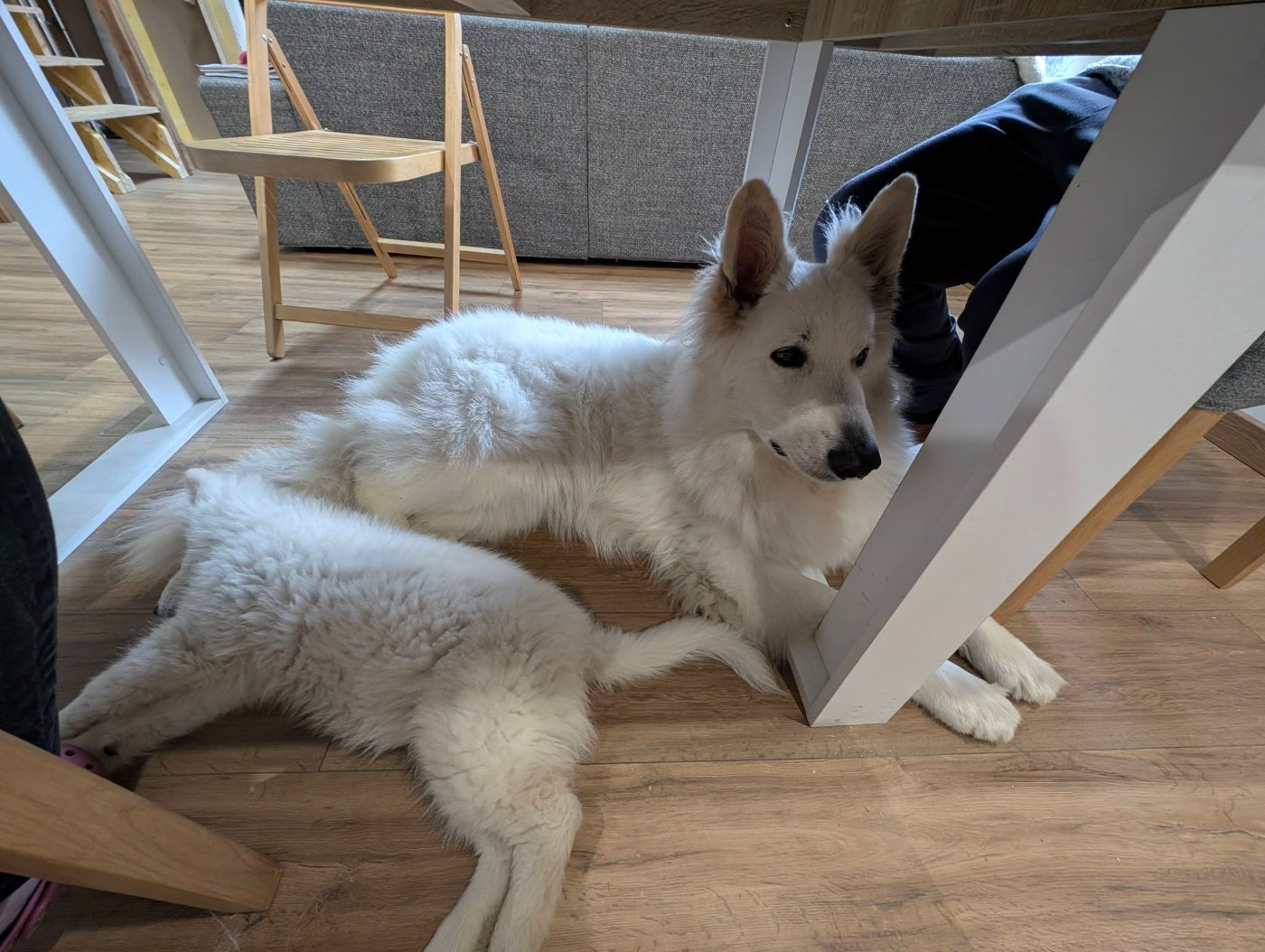 ALASKA Du Moulin De Beuvry