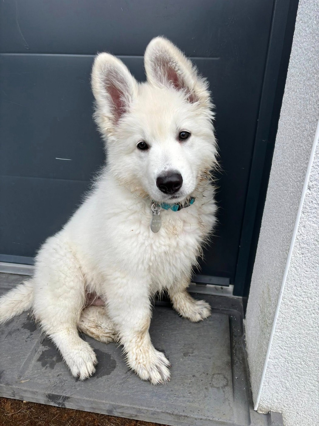 AIKO 2 Du Moulin De Beuvry