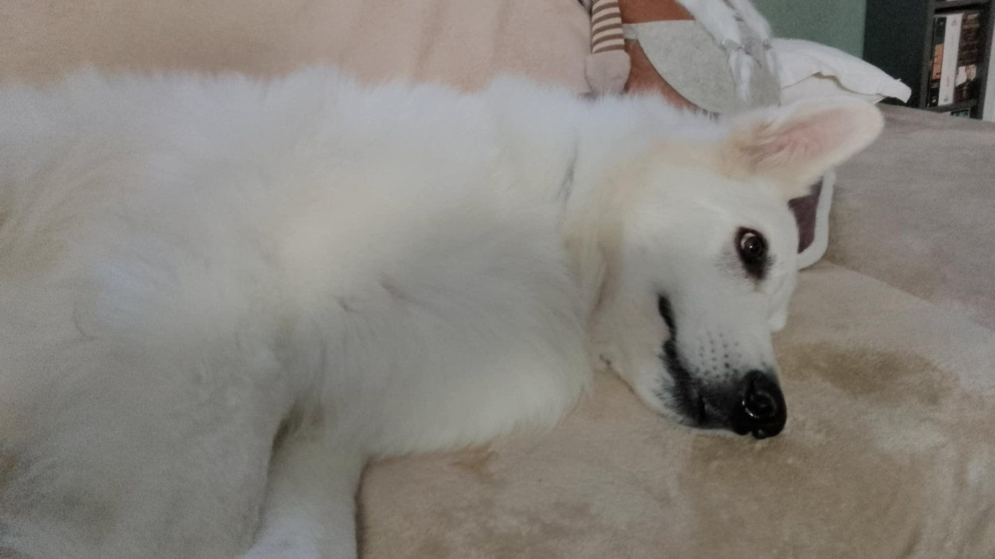 Olan Du Moulin De Beuvry