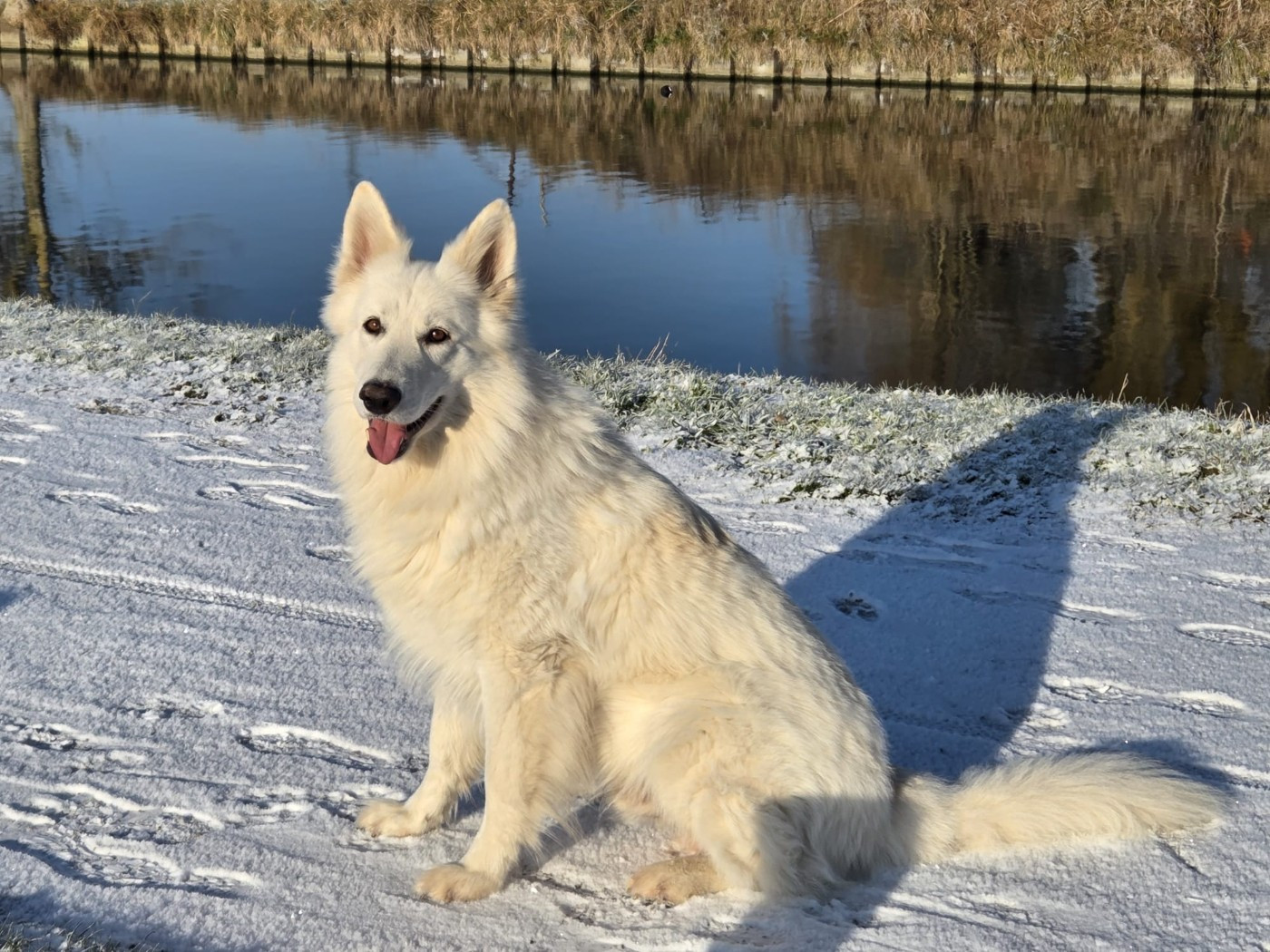 T'floki Du Moulin De Beuvry