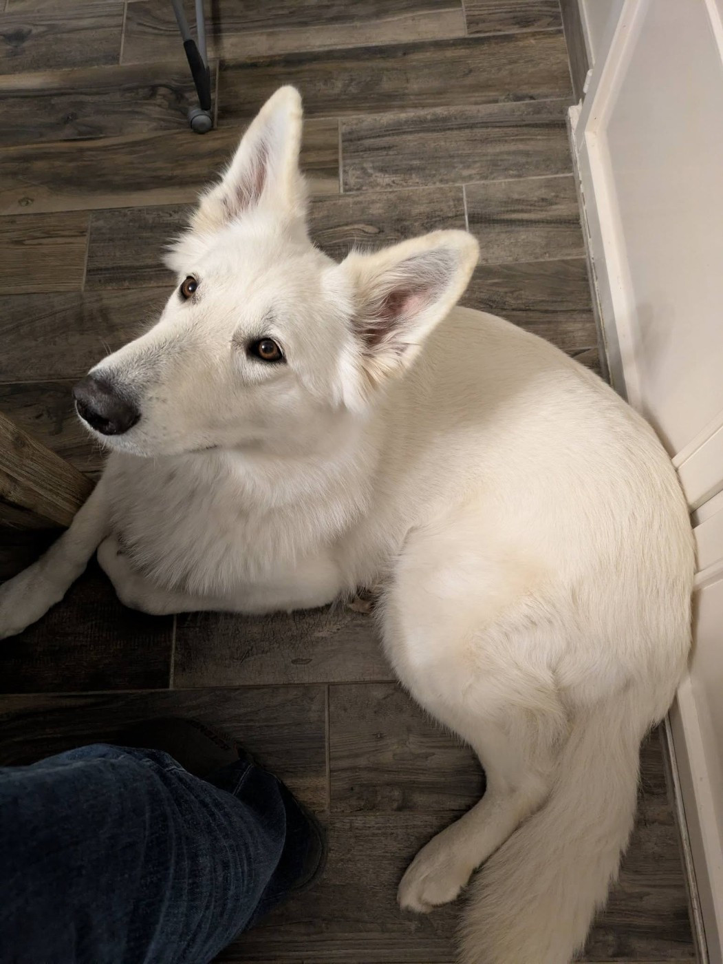 Vixie Du Moulin De Beuvry