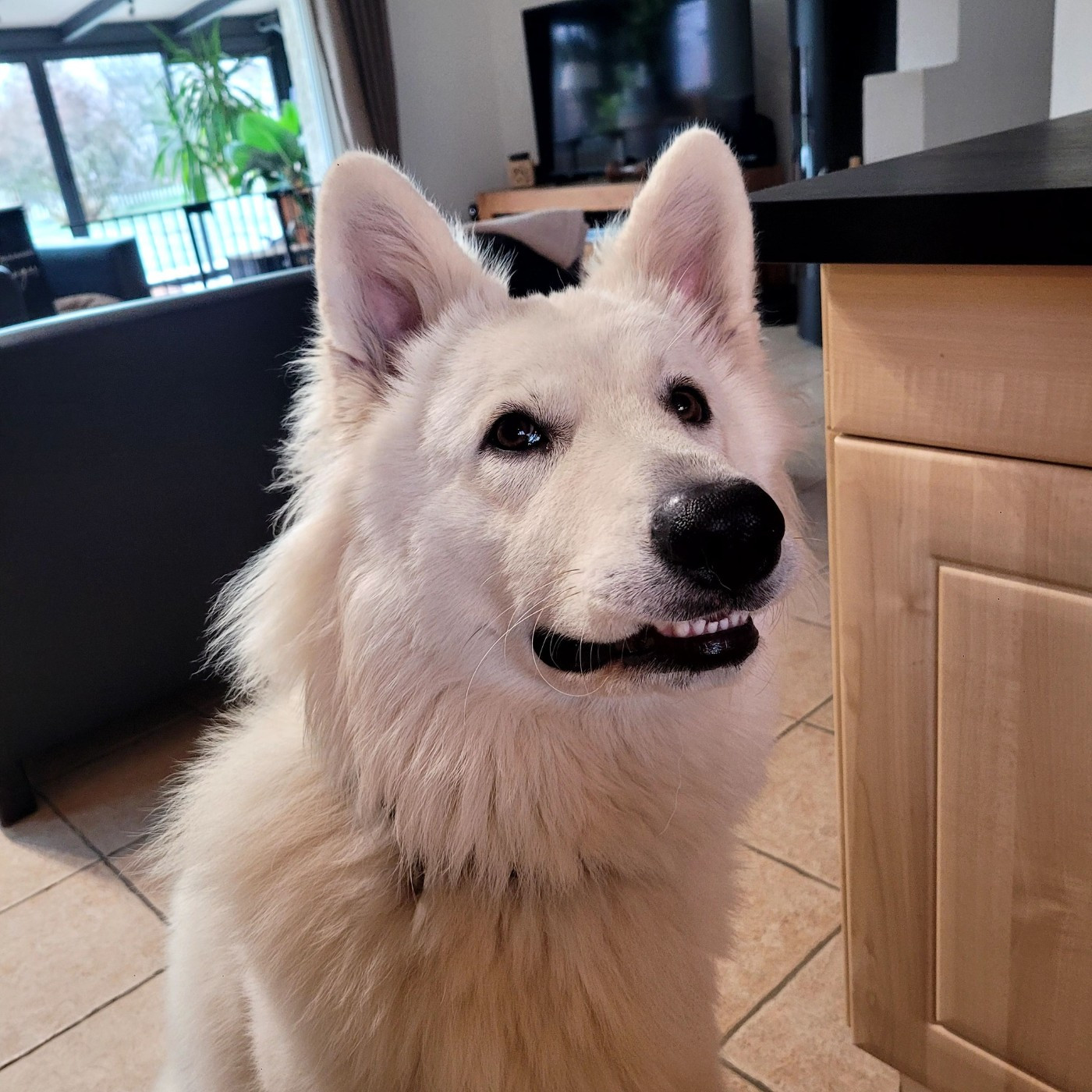 Apollo Du Moulin De Beuvry