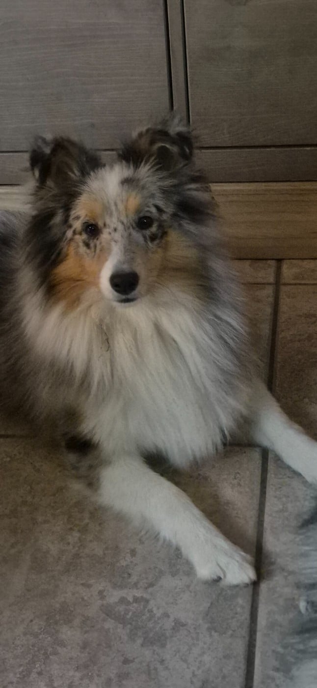 AMY  Des gardiens des trois magots