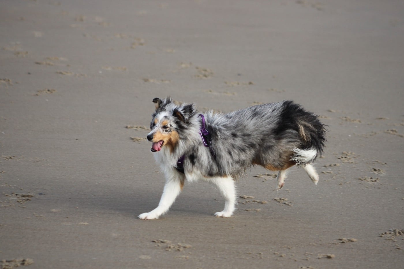 AMY  Des gardiens des trois magots