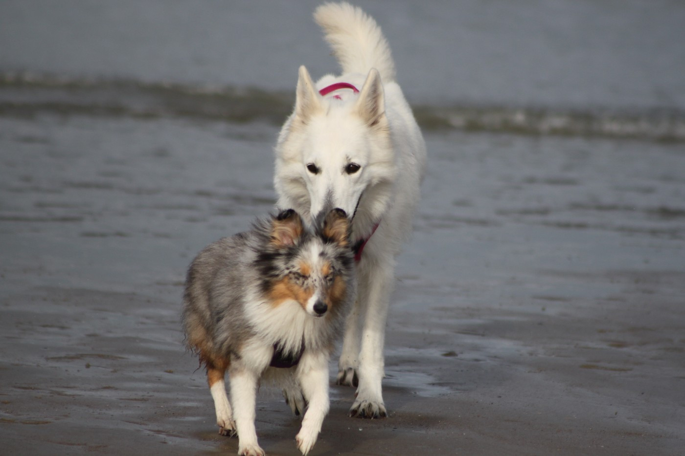 AMY  Des gardiens des trois magots