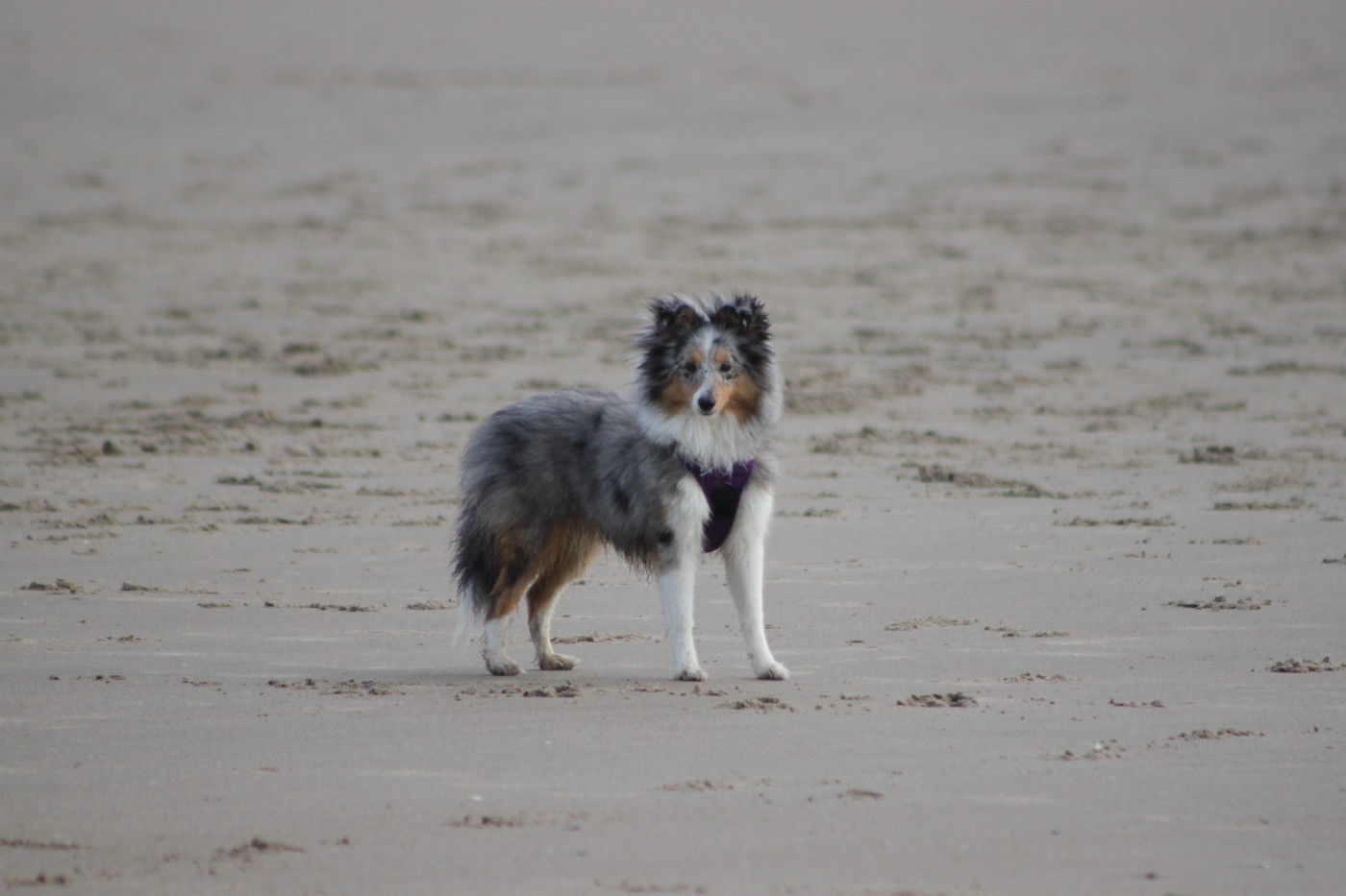 AMY  Des gardiens des trois magots