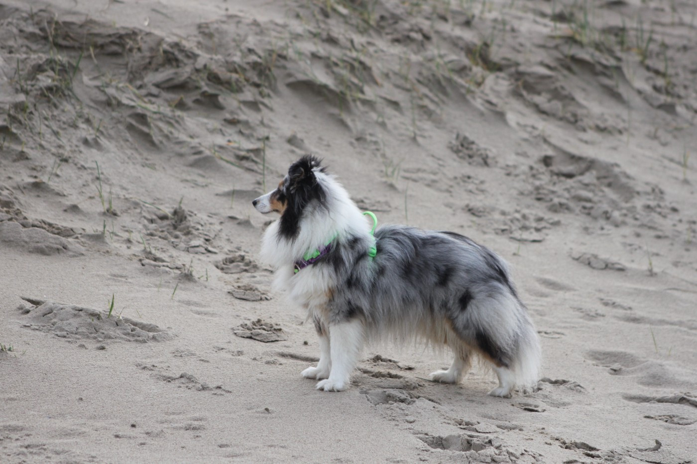 Vinci Des gardiens des trois magots