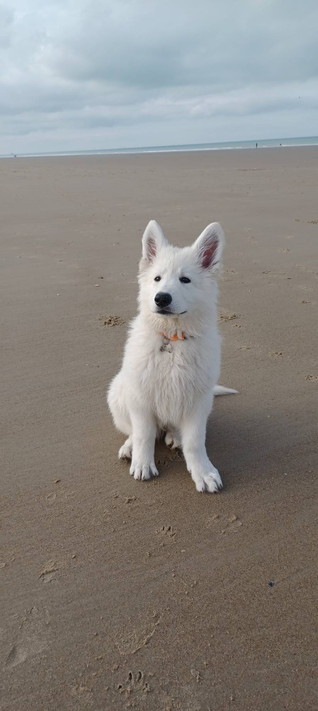A SKOLL Du Moulin De Beuvry
