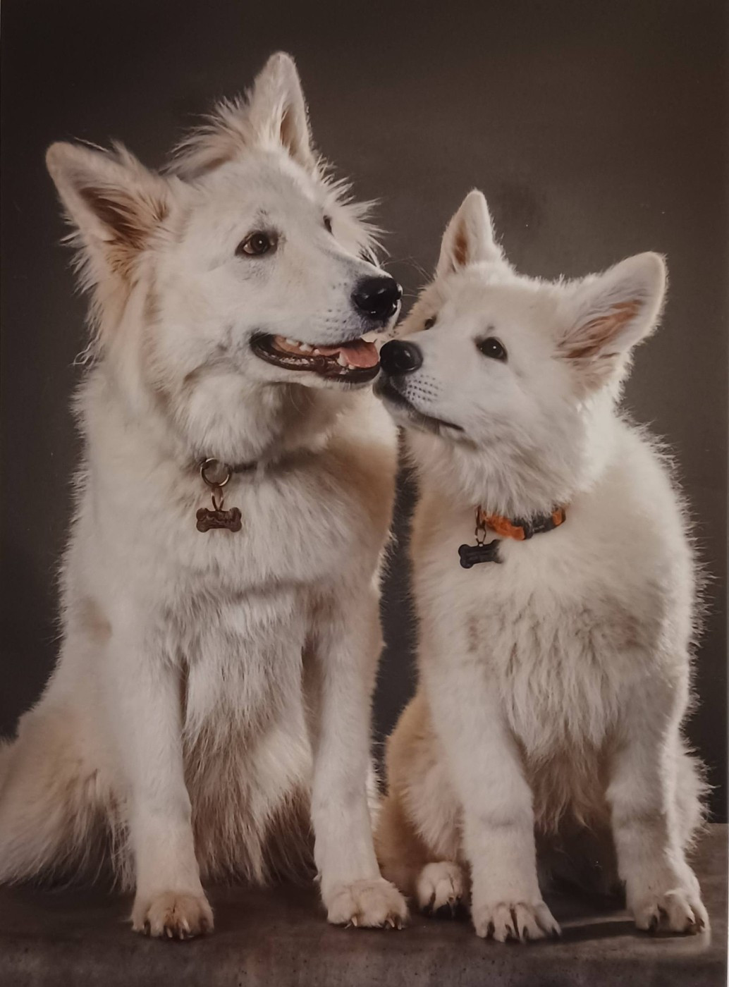 A SKOLL Du Moulin De Beuvry