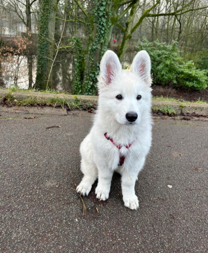 AIKO 2 Du Moulin De Beuvry