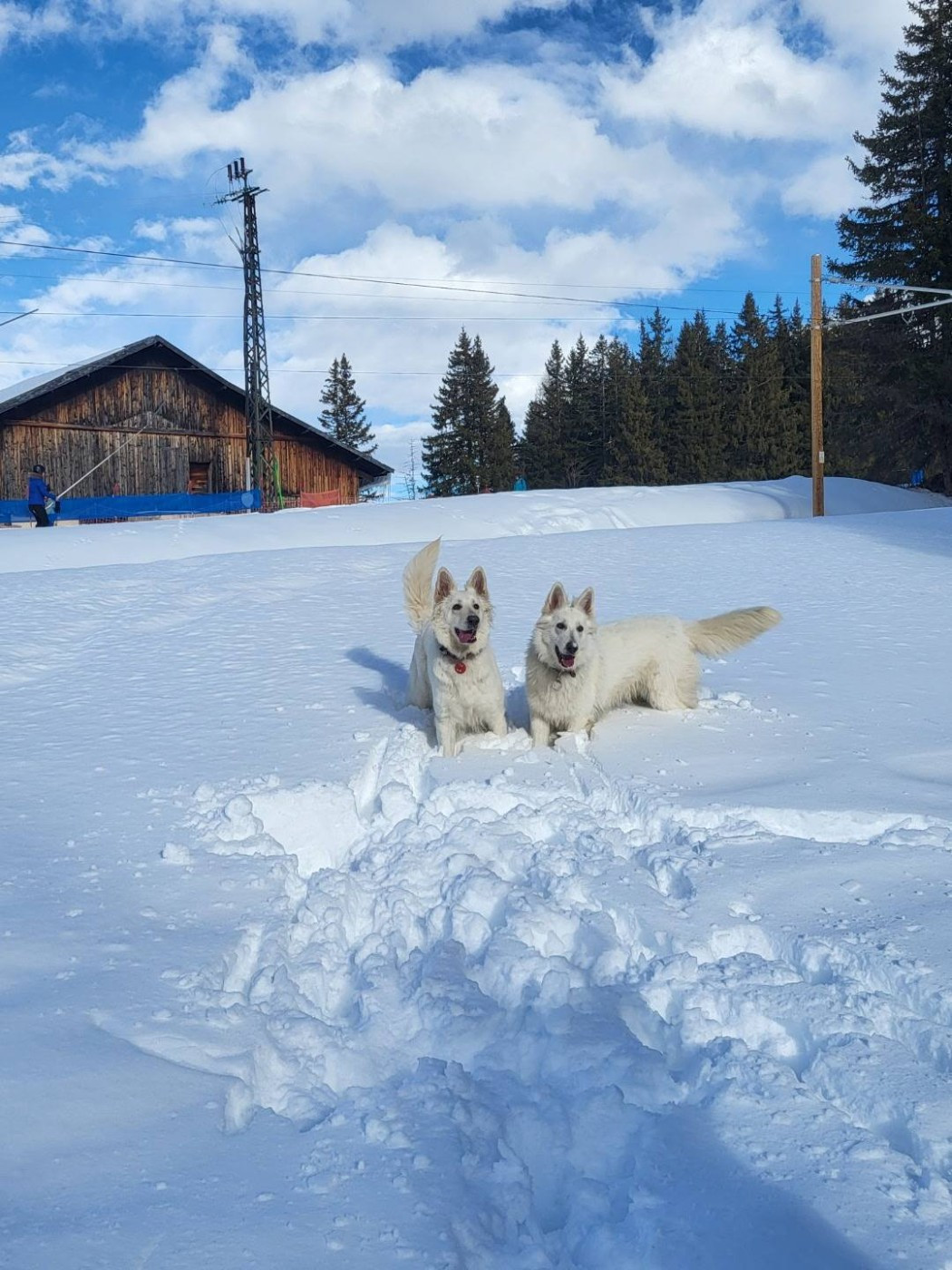 Ultra white Du Moulin De Beuvry