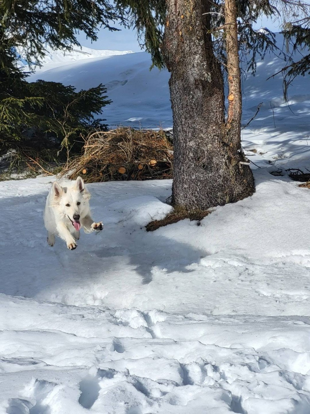 Ultra white Du Moulin De Beuvry