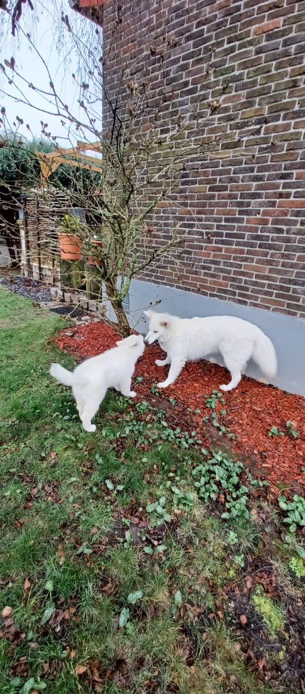 A SKOLL Du Moulin De Beuvry