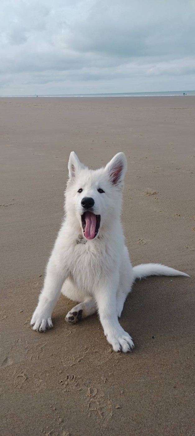A SKOLL Du Moulin De Beuvry