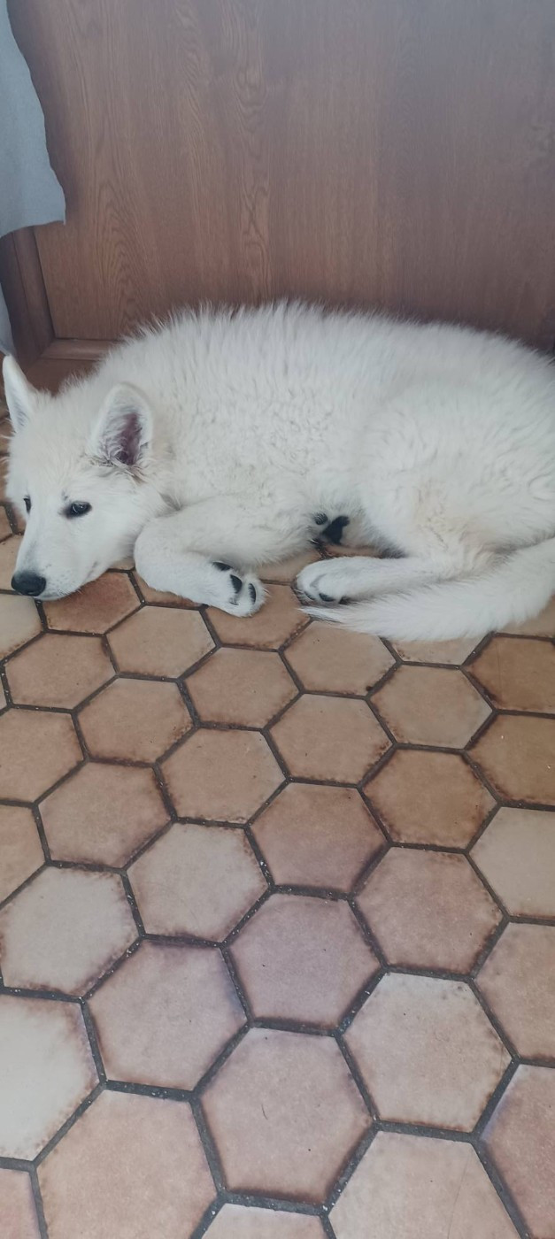 A SKOLL Du Moulin De Beuvry