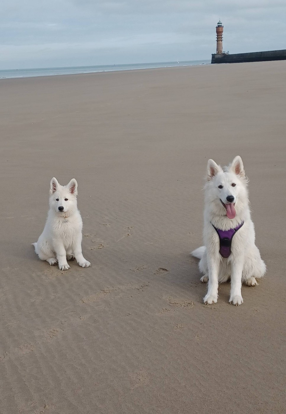 A SKOLL Du Moulin De Beuvry