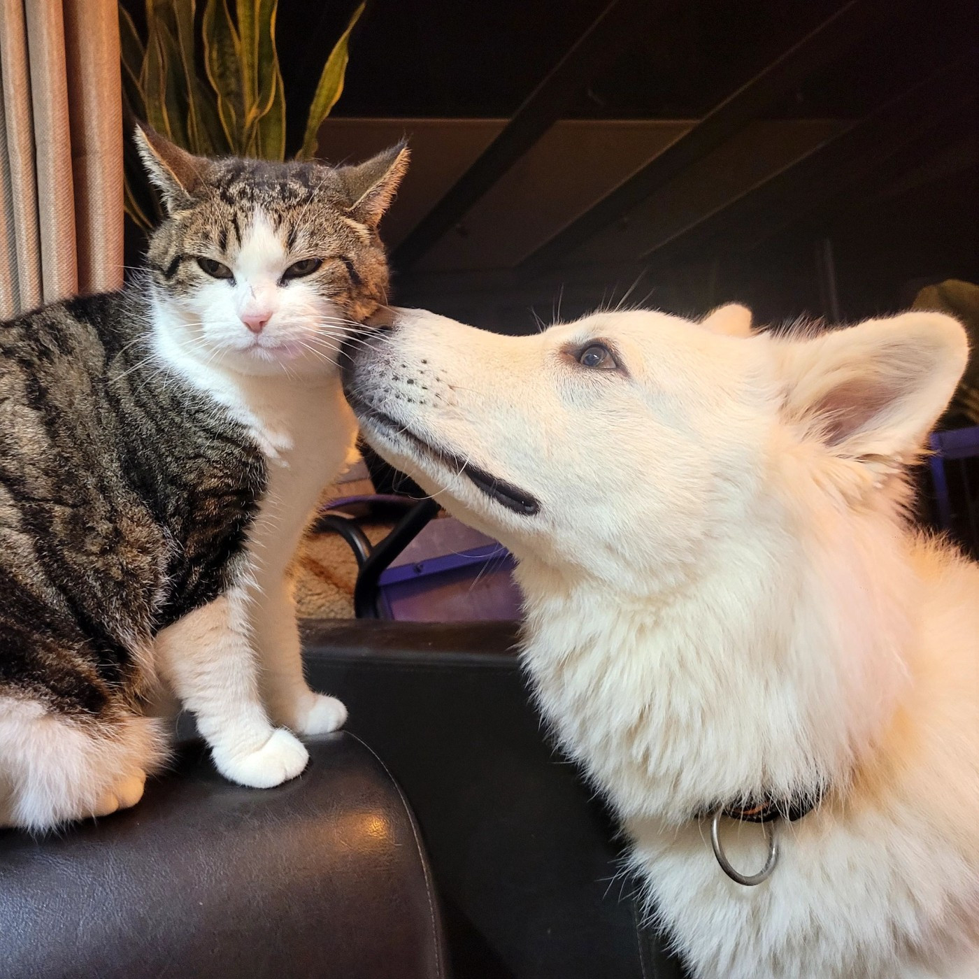 Apollo Du Moulin De Beuvry