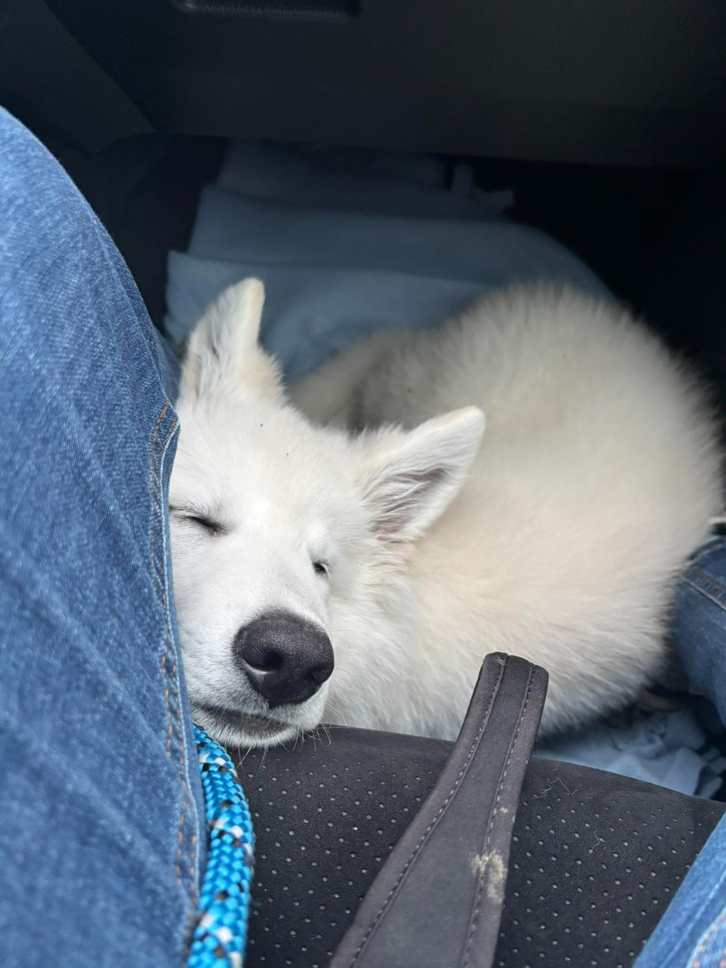 ARKO Du Moulin De Beuvry