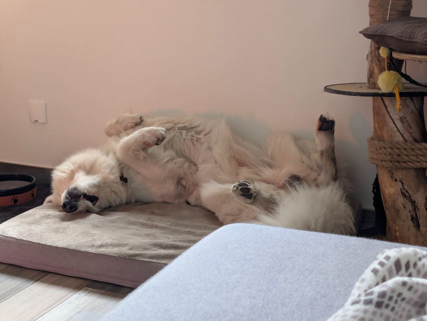 Saiko Du Moulin De Beuvry