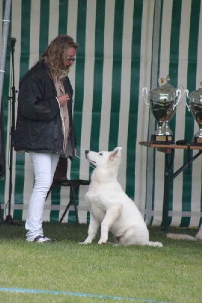 CH. Hatchi Du Moulin De Beuvry - TRES PROMETTEUR
