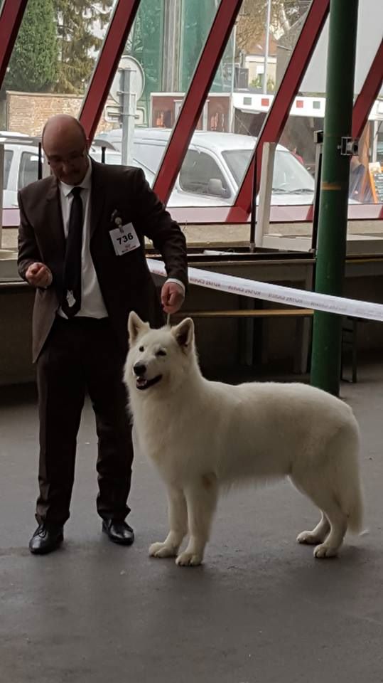 CH. Hatchi Du Moulin De Beuvry - 2ème Excellent Classe Champion