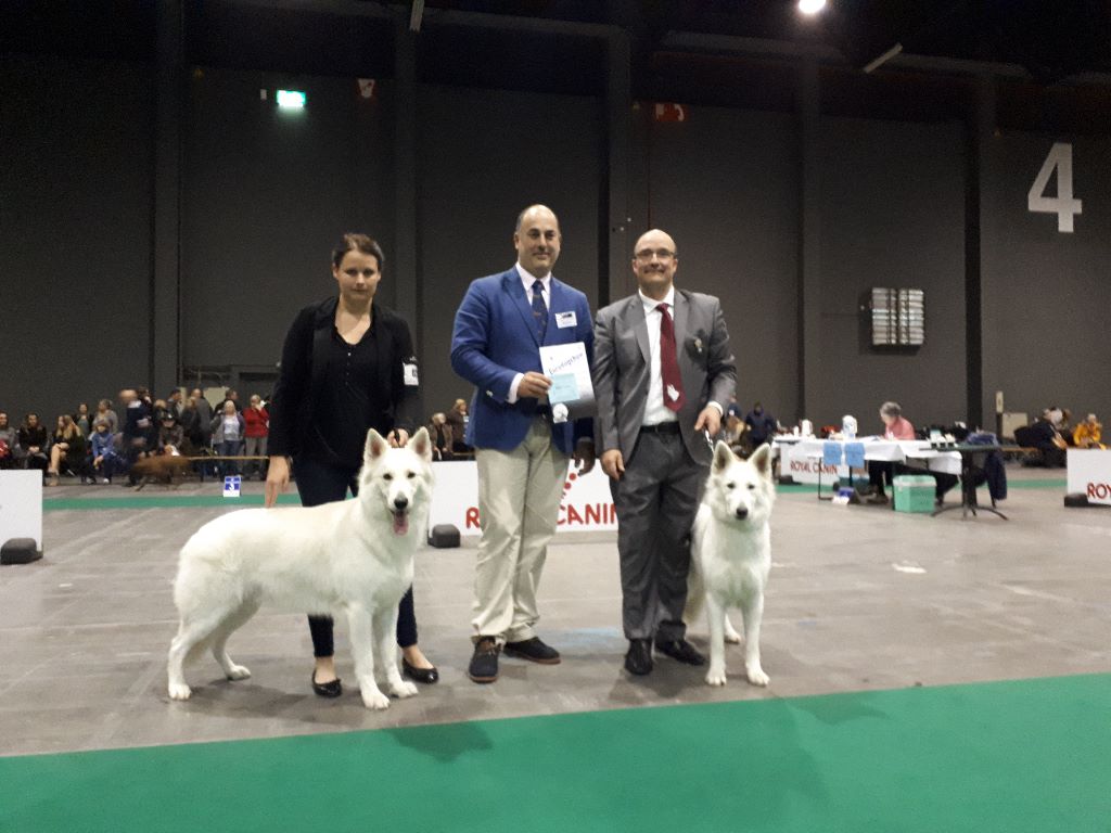 CH. Nice white nova Du Moulin De Beuvry - 1er Exc CAC CACIB