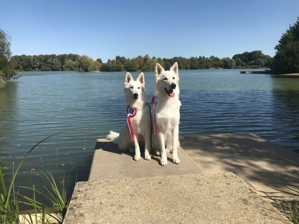 CH. Nice white nova Du Moulin De Beuvry - 3ème Exc classe inter