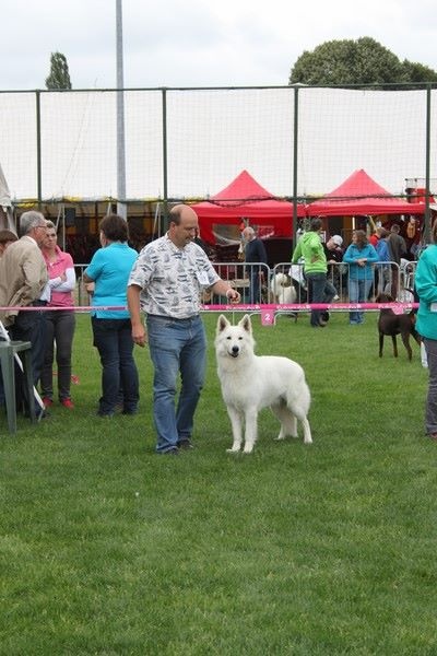 CH. Hatchi Du Moulin De Beuvry - 1er Excellent RCACS