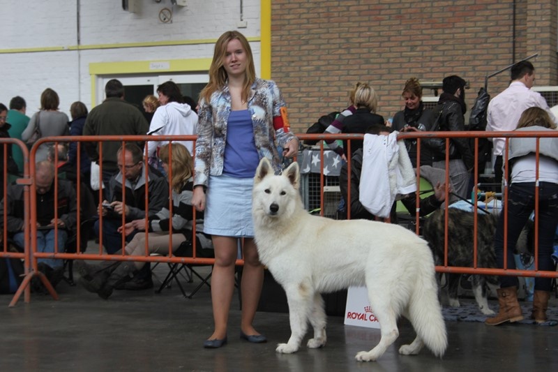 CH. Hatchi Du Moulin De Beuvry - 1er EXCELLENT + RCACS + RCACIB