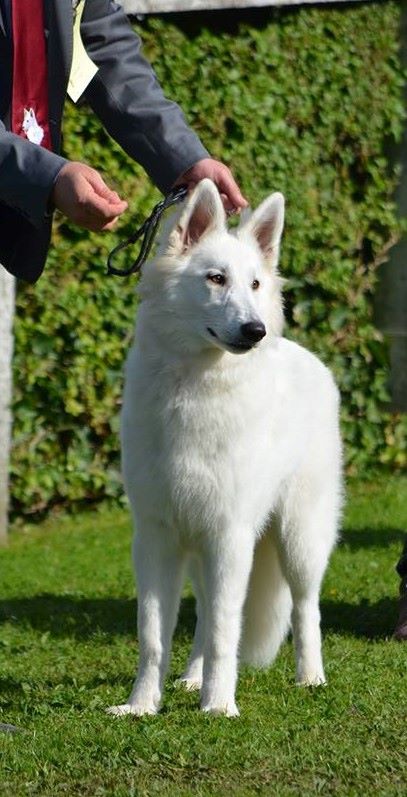 CH. Nice white nova Du Moulin De Beuvry - Très Prometteur Meilleur PUPPY