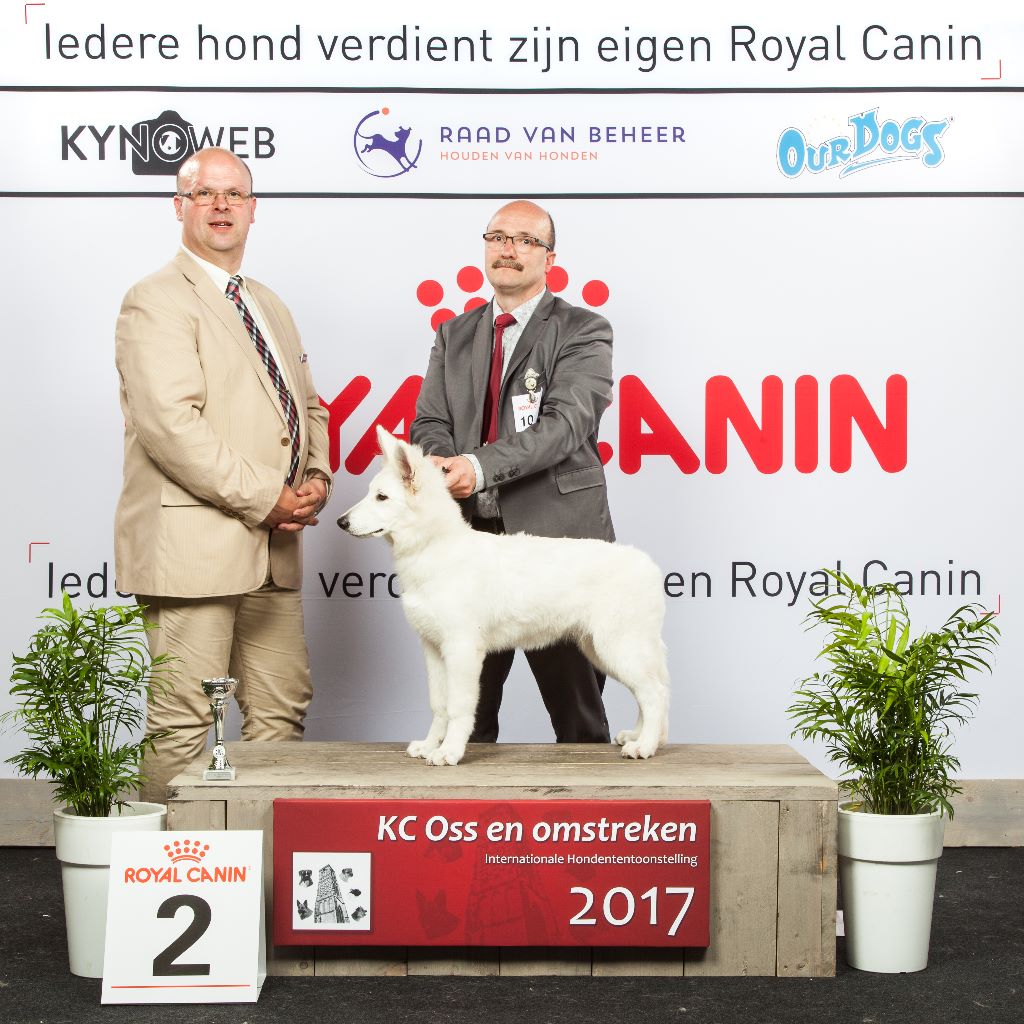 CH. Nice white nova Du Moulin De Beuvry - 1er Très Prometteur Meilleur Baby et 2ème BIS Baby