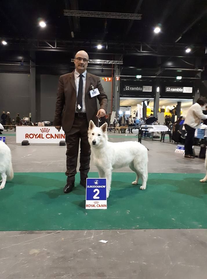 CH. Nice white nova Du Moulin De Beuvry - 2ème Exc