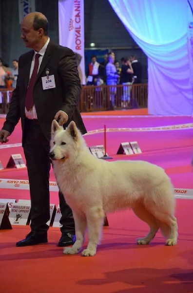 CH. Hatchi Du Moulin De Beuvry - 2ème Excellent classe Champion RCACIB