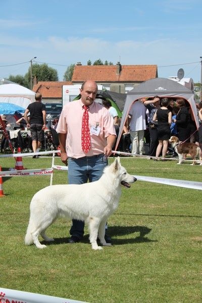 CH. Hatchi Du Moulin De Beuvry - 1er Excellent CACS + BOS