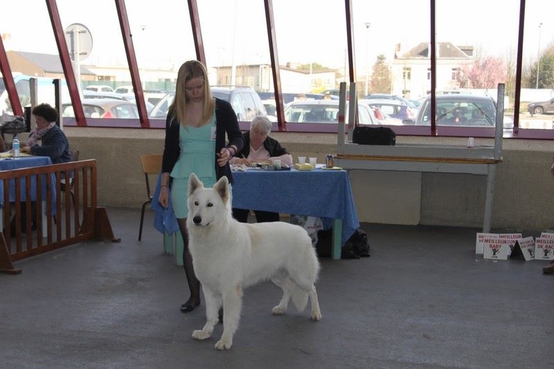 CH. Hatchi Du Moulin De Beuvry - 1er Excellent RCACS