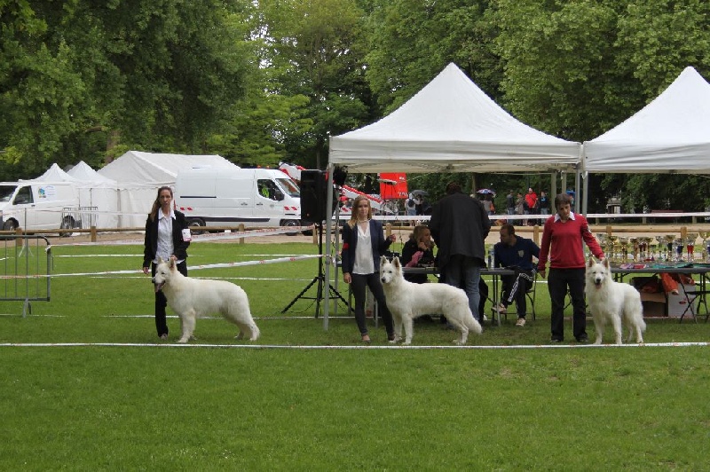 CH. Hatchi Du Moulin De Beuvry - 2ème EXCELLENT