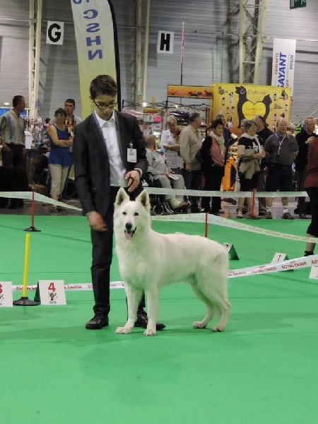 CH. Hatchi Du Moulin De Beuvry - 1er Excellent, CACS + RCACIB