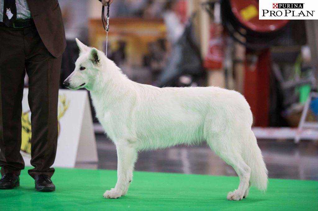 CH. Nice white nova Du Moulin De Beuvry - 1er Exc RCAC