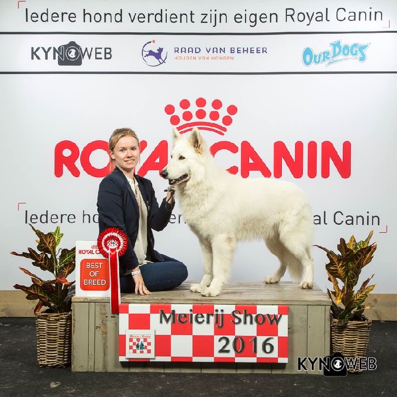 CH. Hatchi Du Moulin De Beuvry - CACS CACIB BOB + 3ème BOG1