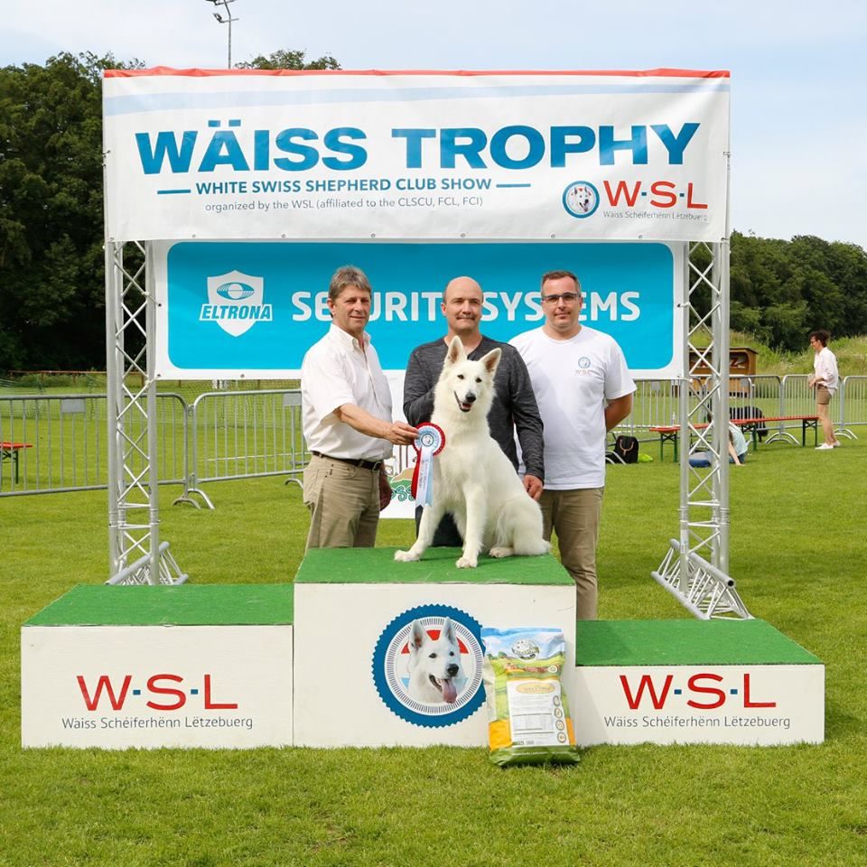 CH. Nice white nova Du Moulin De Beuvry - 1er Exc Meilleure Jeune femelle BOBJEUNE