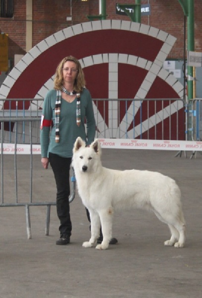 CH. Hatchi Du Moulin De Beuvry - 1er TRES BON + Meilleur de race jeune
