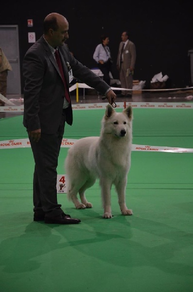 CH. Hatchi Du Moulin De Beuvry - 1er Excellent Classe Champion