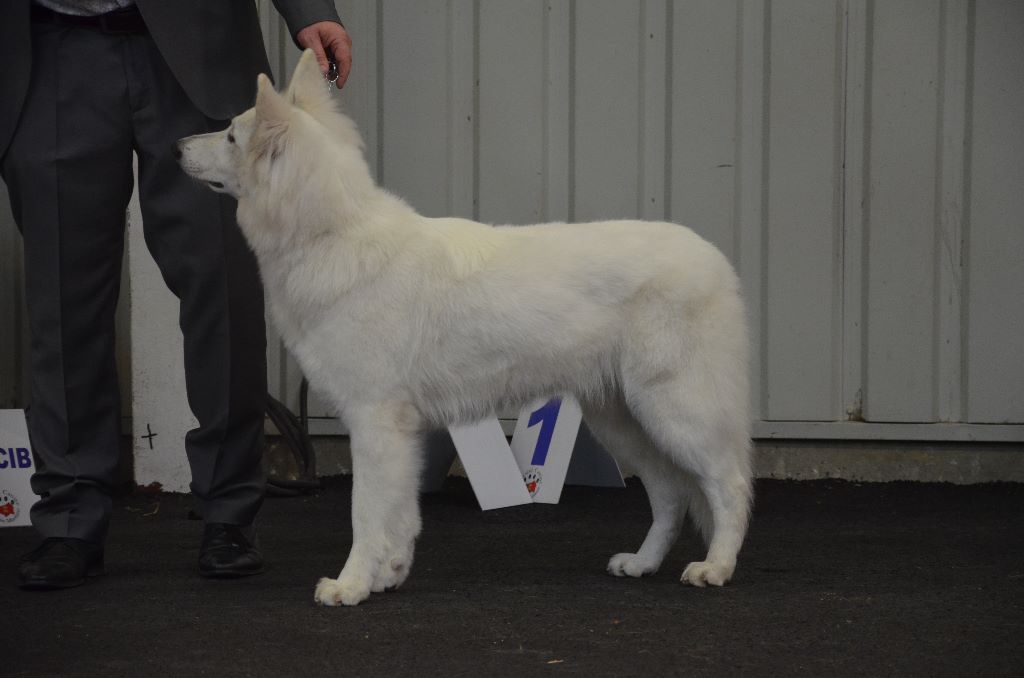 CH. Nice white nova Du Moulin De Beuvry - 1er EXC Meilleure Jeune femelle et BOS