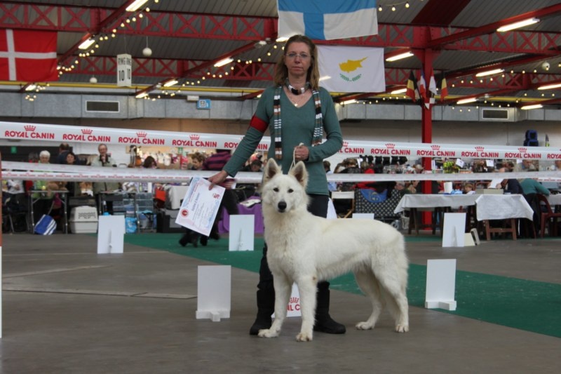 CH. Hatchi Du Moulin De Beuvry - 2ème EXCELLENT sur 3 (classe Jeune mâle)