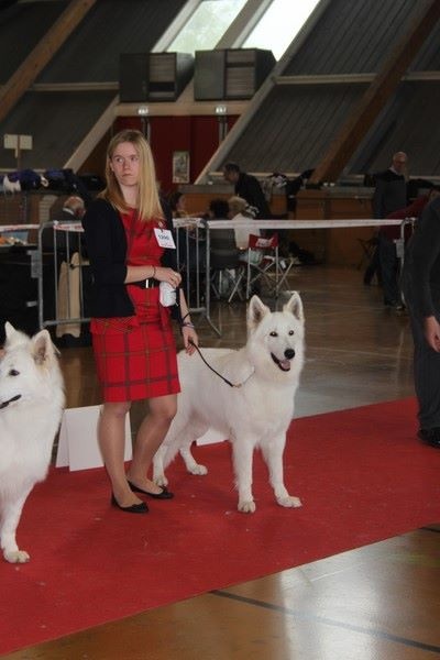 CH. Hatchi Du Moulin De Beuvry - 1er Excellent CACS